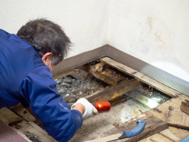 Best Commercial Mold Removal  in Bowmansville, PA