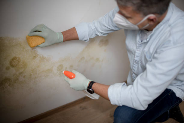 Best Best Mold Removal Companies  in Bowmansville, PA