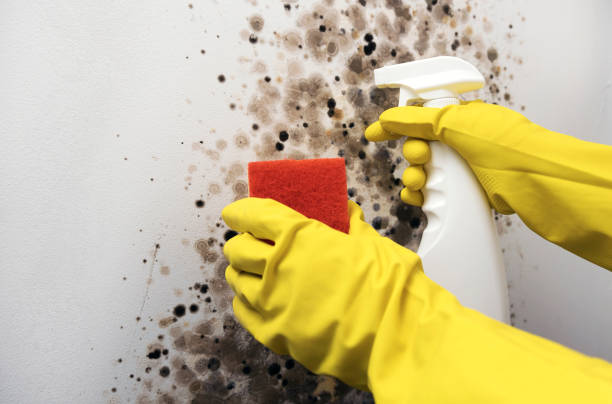 Best Best Mold Removal Companies  in Bowmansville, PA